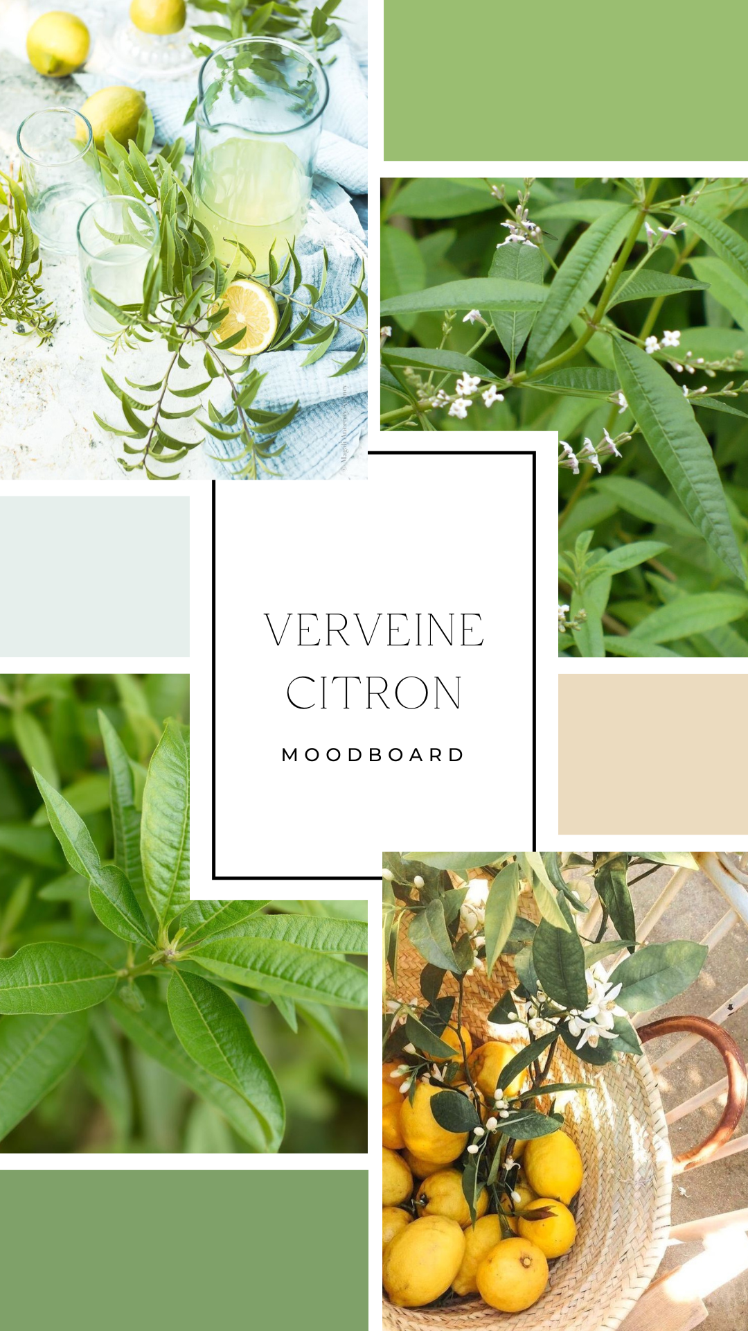 Poudre pour aspirateur - Verveine & citron